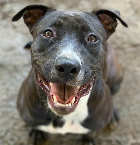 adoptable Dog in Riverside, CA named Dog