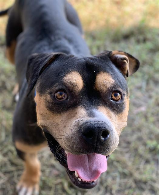 adoptable Dog in Riverside, CA named Dog