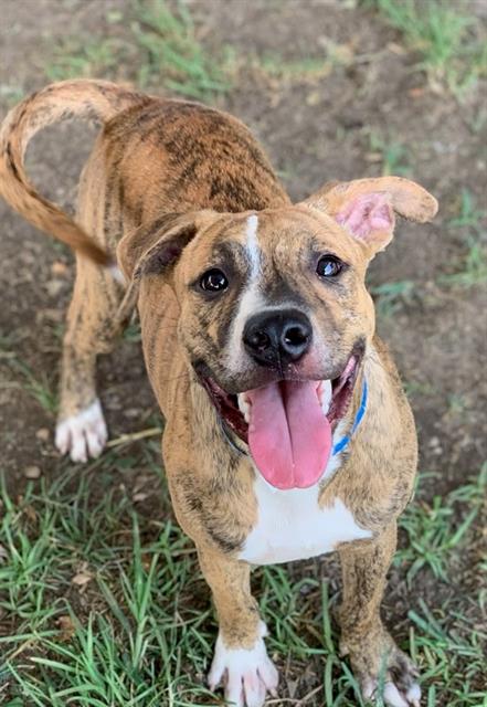 adoptable Dog in Riverside, CA named Dog