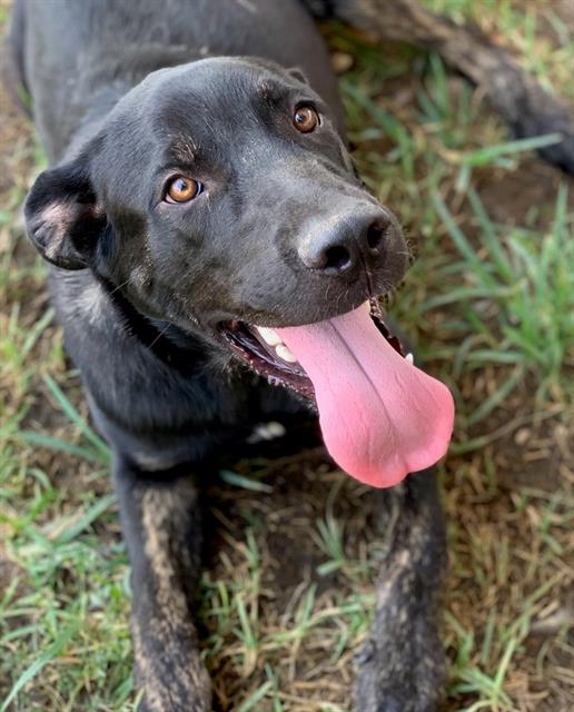 adoptable Dog in Riverside, CA named Dog