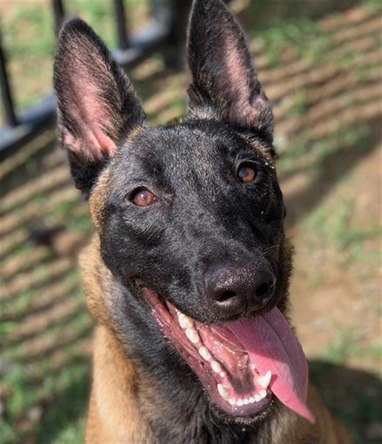 adoptable Dog in Riverside, CA named Dog