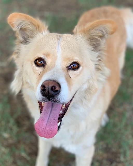 adoptable Dog in Riverside, CA named Dog