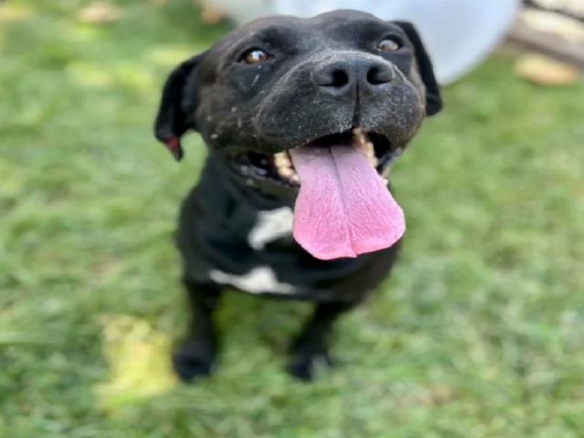 adoptable Dog in Riverside, CA named Dog