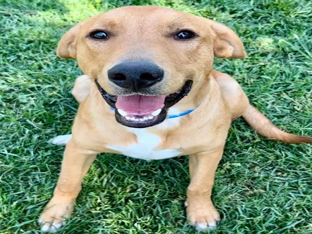 adoptable Dog in Riverside, CA named Dog