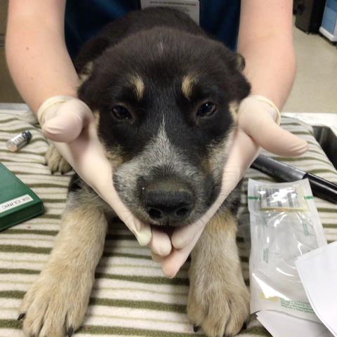 adoptable Dog in Riverside, CA named Dog