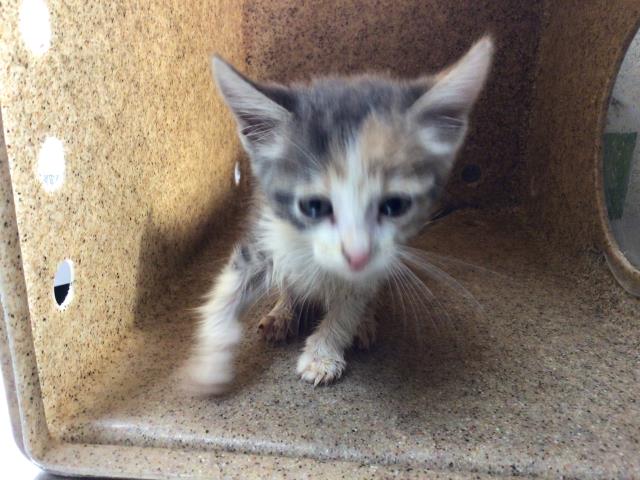 adoptable Cat in Riverside, CA named Cat