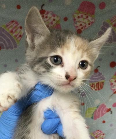 adoptable Cat in Riverside, CA named Cat