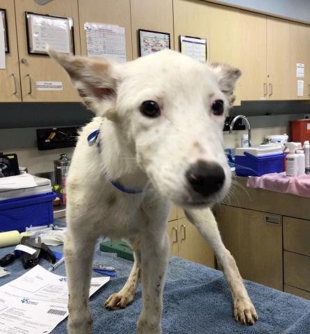 adoptable Dog in Riverside, CA named Dog