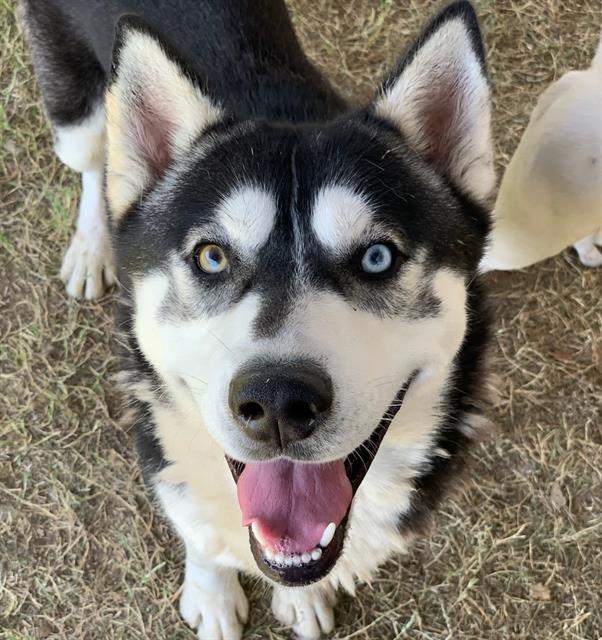 adoptable Dog in Riverside, CA named Dog