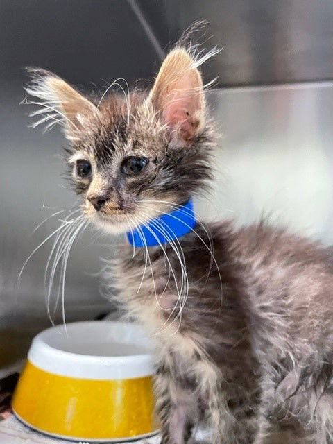 adoptable Cat in Riverside, CA named Cat