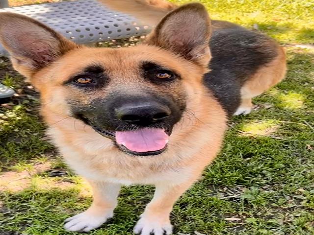 adoptable Dog in Riverside, CA named Dog