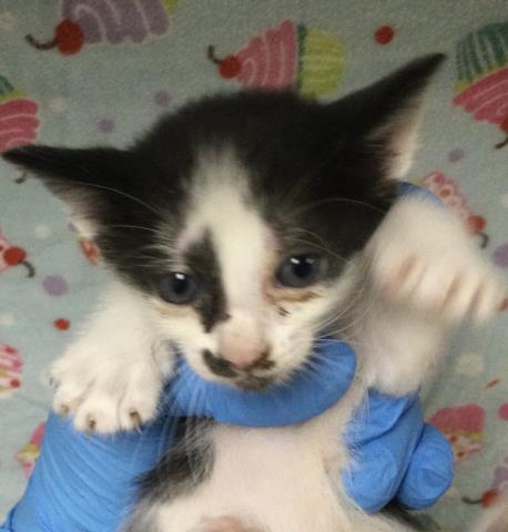 adoptable Cat in Riverside, CA named Cat