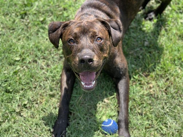 adoptable Dog in Riverside, CA named Dog