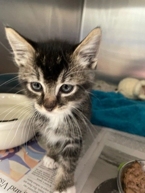 adoptable Cat in Riverside, CA named Cat