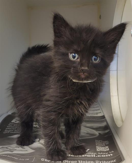 adoptable Cat in Riverside, CA named Cat