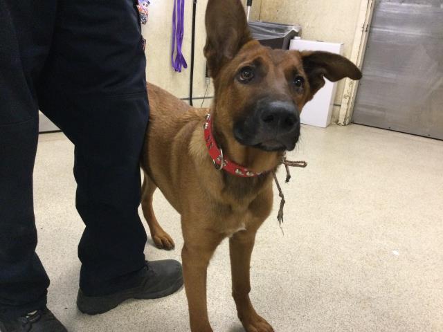 adoptable Dog in Riverside, CA named Dog