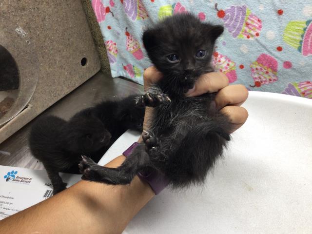 adoptable Cat in Riverside, CA named Cat