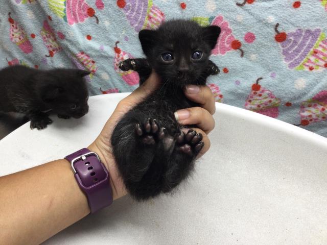 adoptable Cat in Riverside, CA named Cat