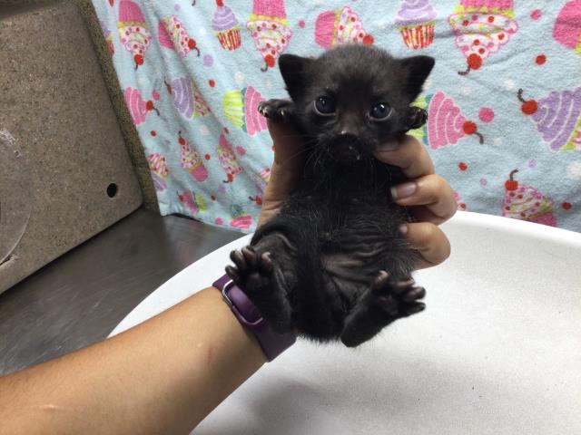 adoptable Cat in Riverside, CA named Cat