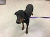 adoptable Dog in , CA named Dog