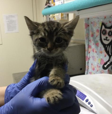 adoptable Cat in Riverside, CA named Cat