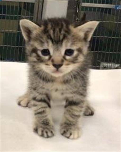 adoptable Cat in Riverside, CA named Cat