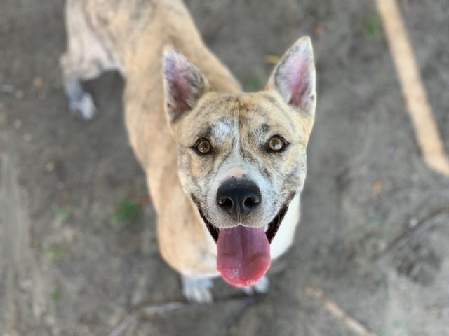 adoptable Dog in Riverside, CA named Dog