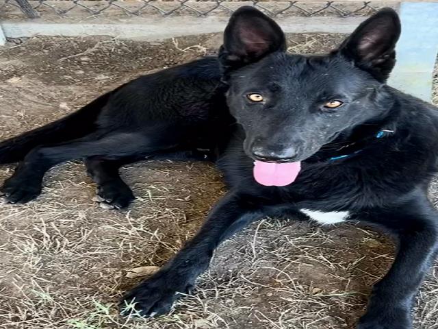 adoptable Dog in Riverside, CA named Dog