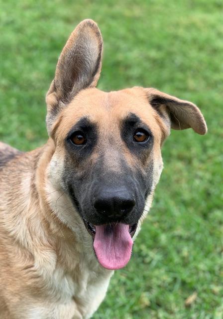 adoptable Dog in Riverside, CA named Dog