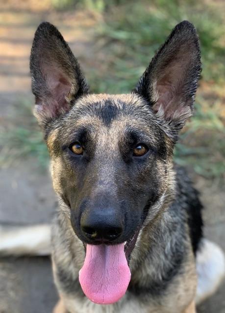 adoptable Dog in Riverside, CA named Dog