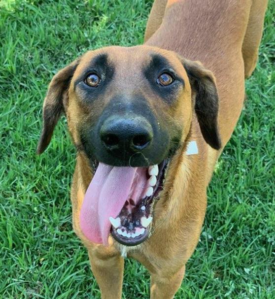 adoptable Dog in Riverside, CA named Dog