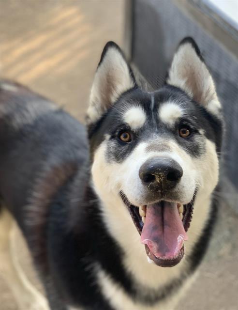 picture of the dog needing adoption