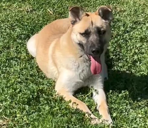 picture of the dog needing adoption