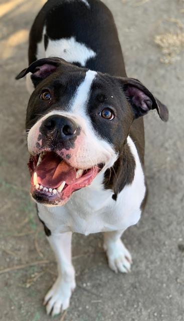 picture of the dog needing adoption
