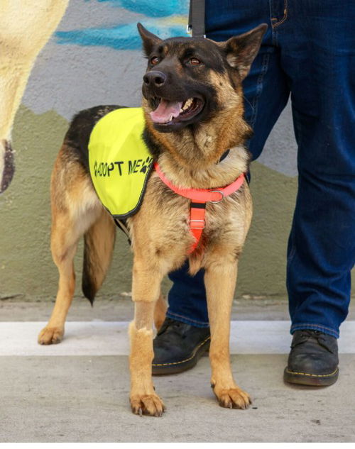 picture of the dog needing adoption