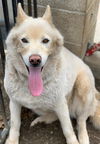adoptable Dog in  named MACY