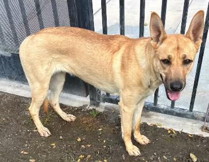 picture of the dog needing adoption