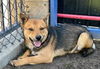 adoptable Dog in  named ZEP