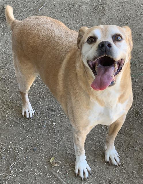 picture of the dog needing adoption