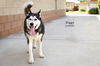 adoptable Dog in  named ZIGGY