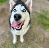adoptable Dog in  named ETTA