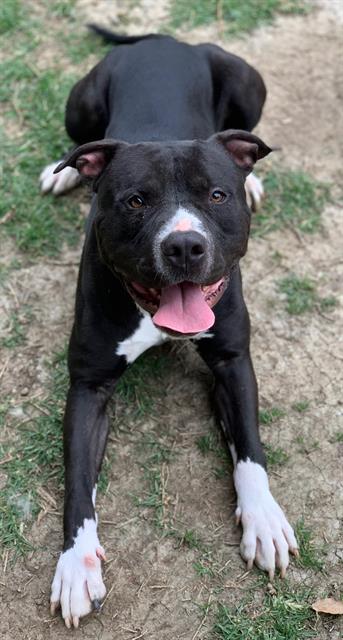 picture of the dog needing adoption