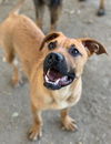 adoptable Dog in  named HARRY
