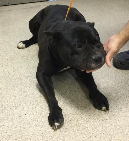 picture of the dog needing adoption
