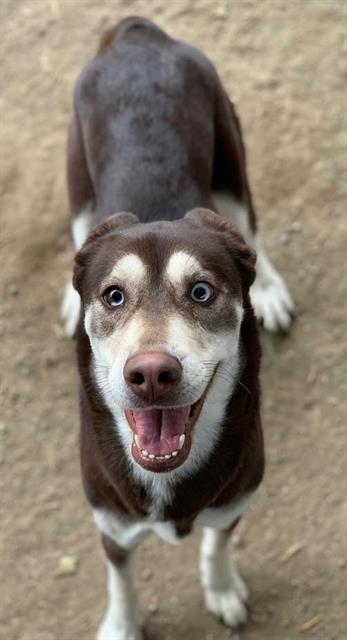 picture of the dog needing adoption