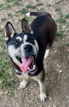 adoptable Dog in  named MADDY