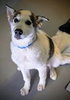 adoptable Dog in  named SHASTA