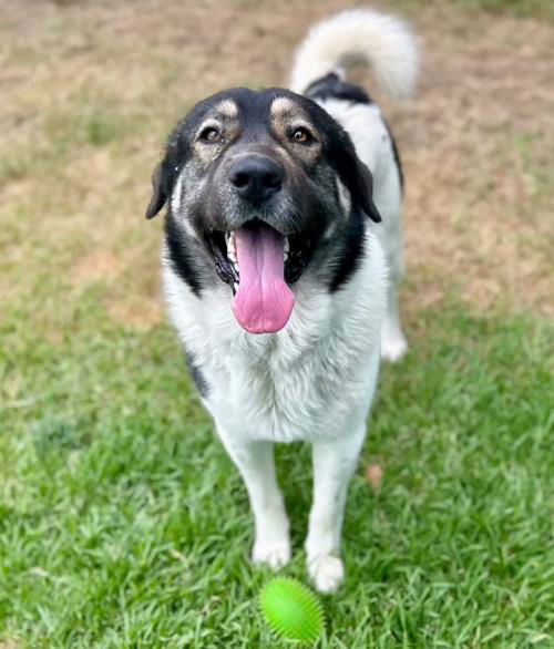 picture of the dog needing adoption