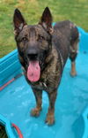 adoptable Dog in  named ROCKO