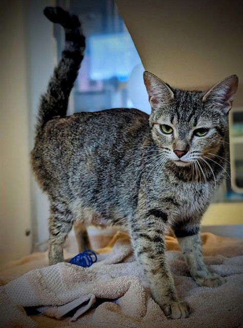 picture of the cat needing adoption